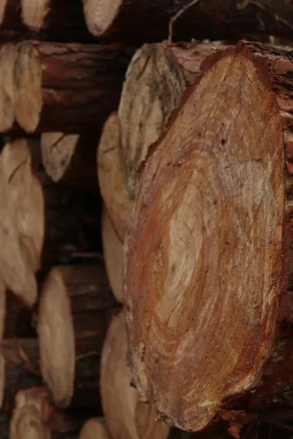 Corteza de madera resultante del proceso de transformación forestal