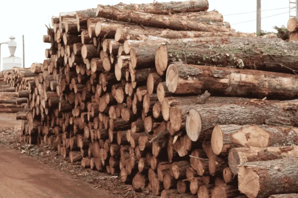 Aserradero de pino con tablas, astillas y serrín