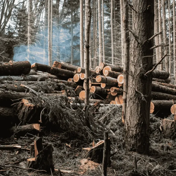 Actividades forestales de corta, transporte y aprovechamiento de troncos de pino